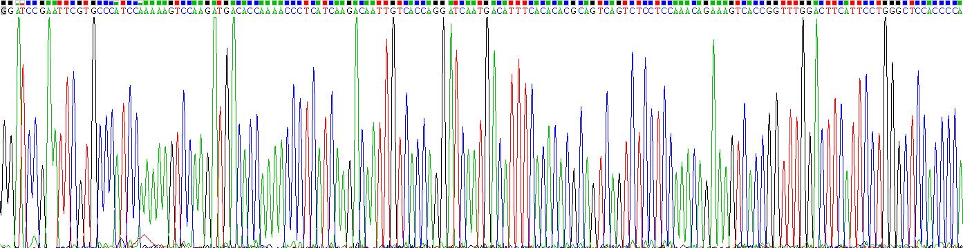 Recombinant Leptin (LEP)