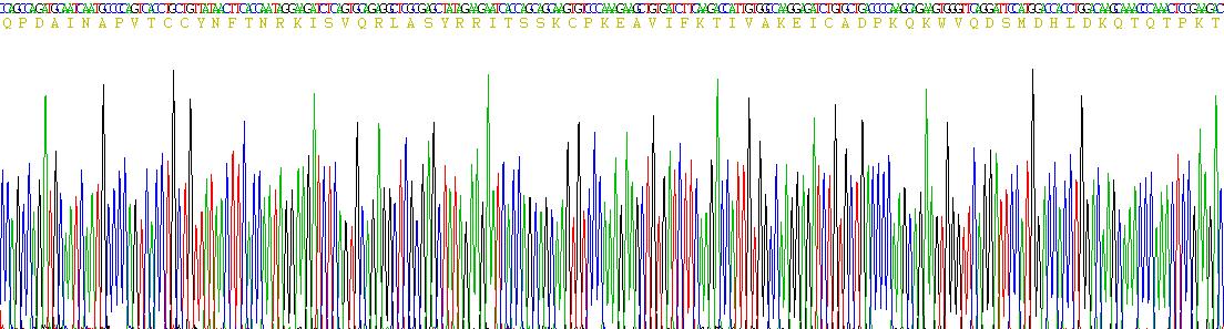 Recombinant Monocyte Chemotactic Protein 1 (MCP1)