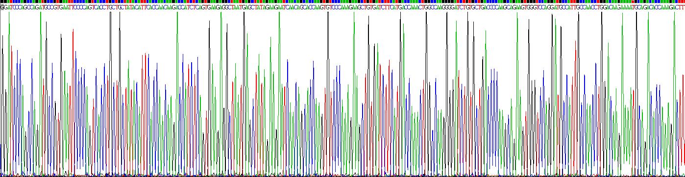 Recombinant Monocyte Chemotactic Protein 1 (MCP1)