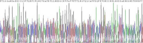 Recombinant Macrophage Inflammatory Protein 3 Beta (MIP3b)