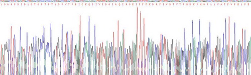 Recombinant Matrix Metalloproteinase 2 (MMP2)