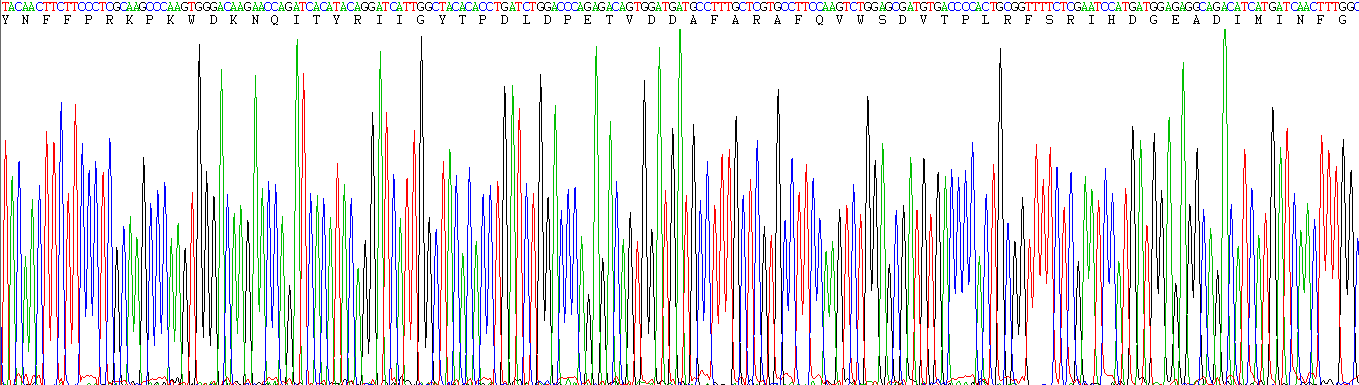 Recombinant Matrix Metalloproteinase 2 (MMP2)