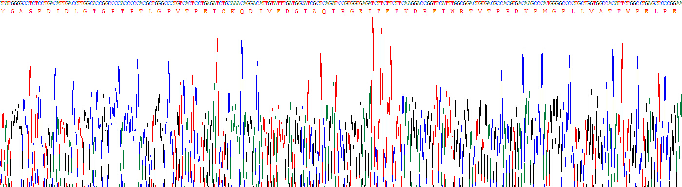 Recombinant Matrix Metalloproteinase 2 (MMP2)