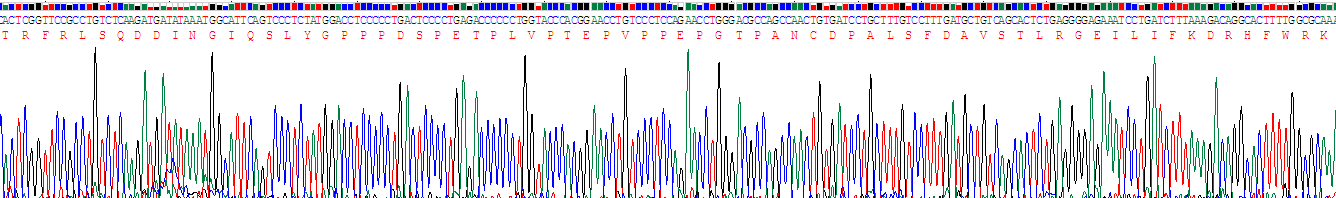 Recombinant Matrix Metalloproteinase 3 (MMP3)