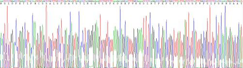Recombinant Matrix Metalloproteinase 3 (MMP3)