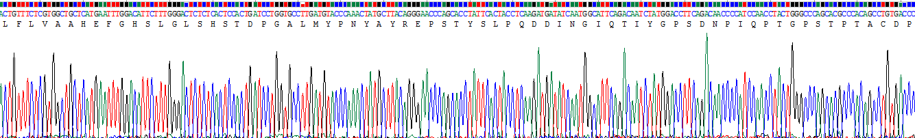 Recombinant Matrix Metalloproteinase 8 (MMP8)