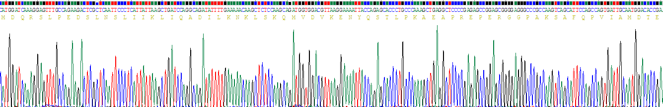 Recombinant Neurotrophin 3 (NT3)