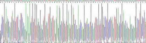 Recombinant Transforming Growth Factor Beta 1 (TGFb1)