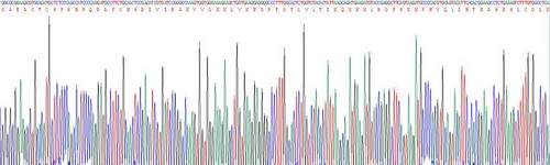 Recombinant Tissue Inhibitors Of Metalloproteinase 3 (TIMP3)