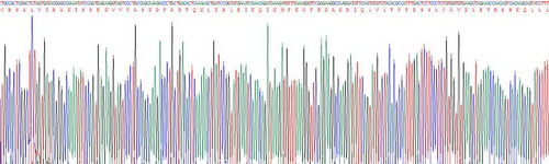 Recombinant Tissue Inhibitors Of Metalloproteinase 4 (TIMP4)