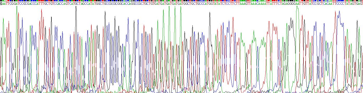 Recombinant Tumor Necrosis Factor Alpha (TNFa)