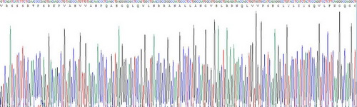 Recombinant Tumor Necrosis Factor Alpha (TNFa)