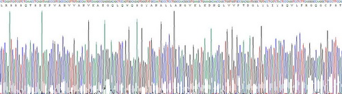 Recombinant Tumor Necrosis Factor Alpha (TNFa)