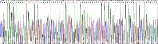 Recombinant Vascular Endothelial Growth Factor A (VEGFA)