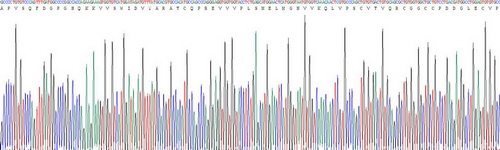 Recombinant Vascular Endothelial Growth Factor B (VEGFB)