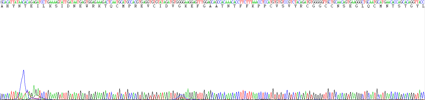 Recombinant Vascular Endothelial Growth Factor C (VEGFC)