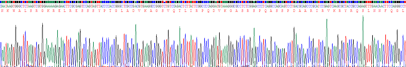 Recombinant Adrenomedullin (ADM)