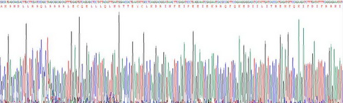 Recombinant Interferon Beta (IFNb)