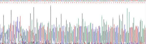 Recombinant Interferon Beta (IFNb)