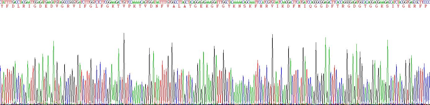 Recombinant Cyclophilin B (CYPB)