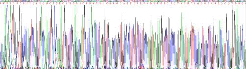 Recombinant WAP Four Disulfide Core Domain Protein 2 (WFDC2)