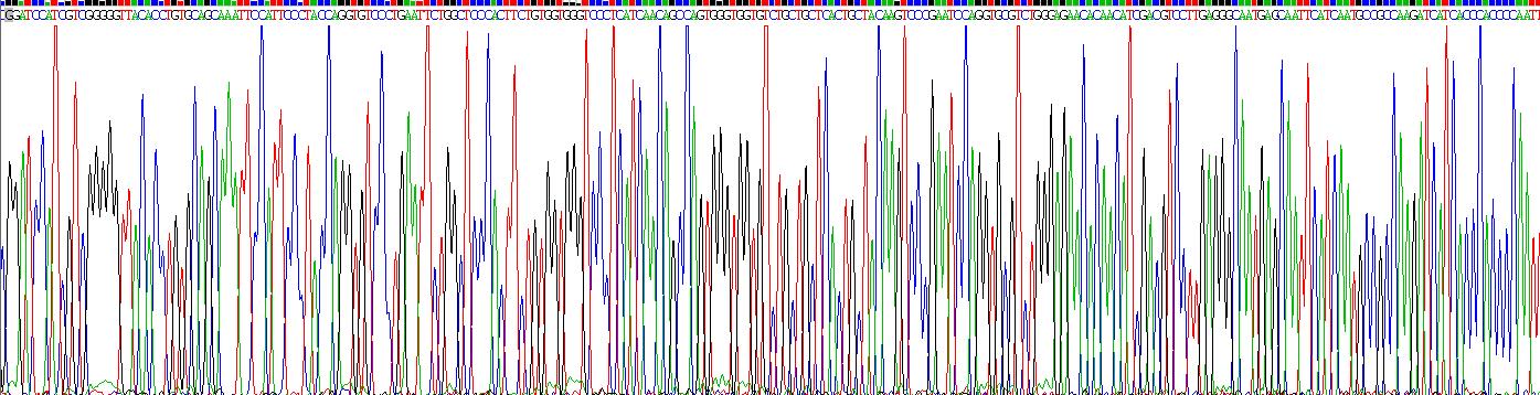 Recombinant Trypsin (TRY)