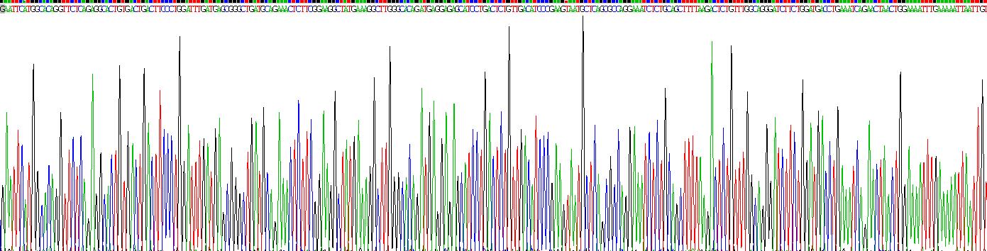 Recombinant Annexin V (ANXA5)