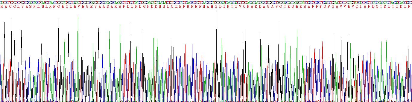 Recombinant Galectin 1 (GAL1)