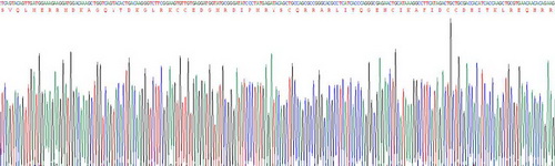 Recombinant Complement Component 3a (C3a)