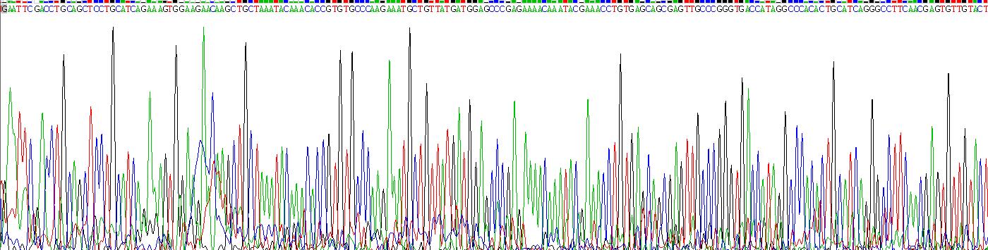 Recombinant Complement Component 5a (C5a)