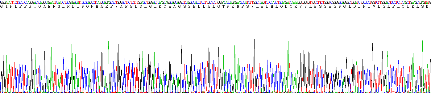 Recombinant Sex Hormone Binding Globulin (SHBG)