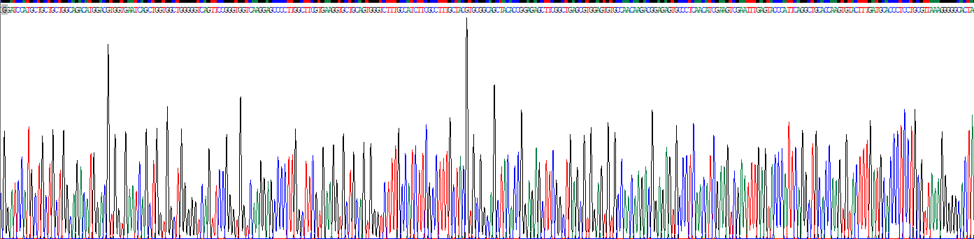 Recombinant Synaptophysin (SYP)