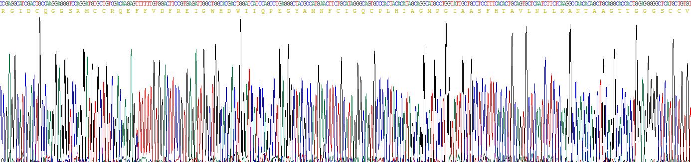 Recombinant Inhibin Beta C (INHbC)