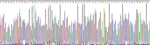 Recombinant Insulin (INS)