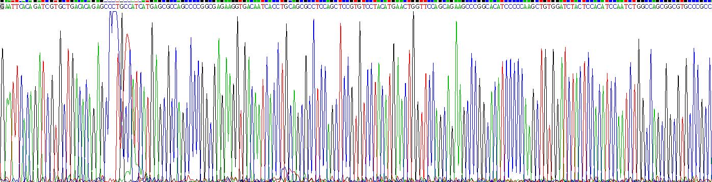 Recombinant Kallikrein 5 (KLK5)