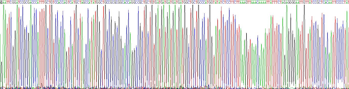 Recombinant Osteocalcin (OC)