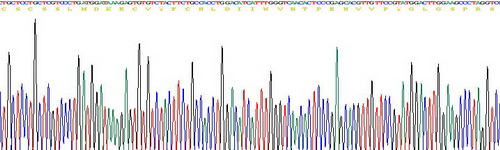 Recombinant Endothelin 1 (EDN1)