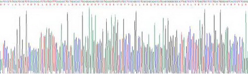 Recombinant N-Terminal Pro-Atrial Natriuretic Peptide (NT-ProANP)