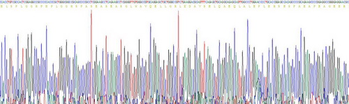 Recombinant N-Terminal Pro-Brain Natriuretic Peptide (NT-ProBNP)