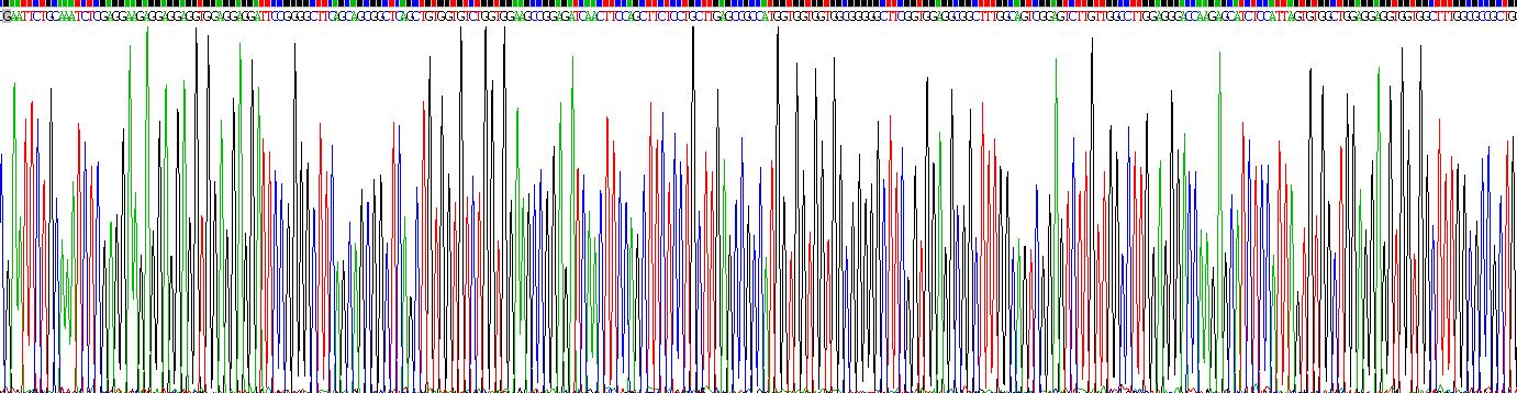 Recombinant Keratin 2 (CK2)