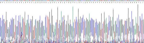 Recombinant Natriuretic Peptide Precursor B (NPPB)