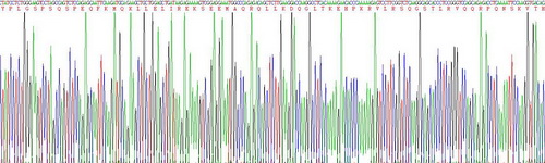 Recombinant Natriuretic Peptide Precursor B (NPPB)