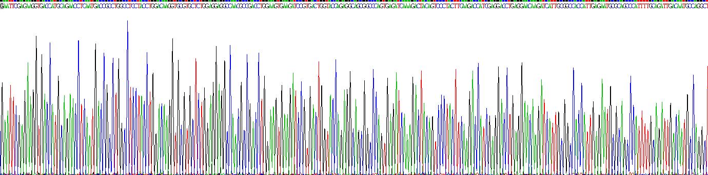 Recombinant Cytokeratin 16 (CK16)