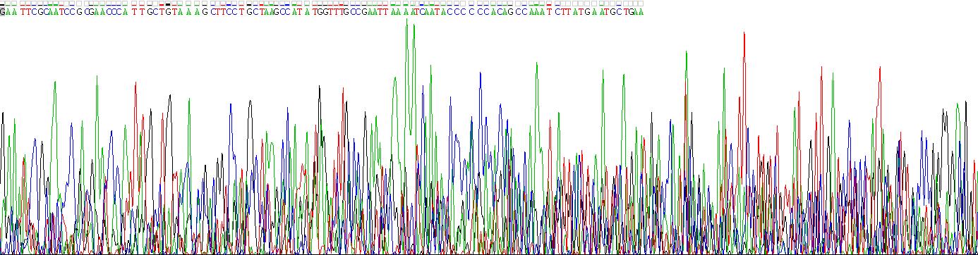 Recombinant Plasminogen Activator Inhibitor 2 (PAI2)