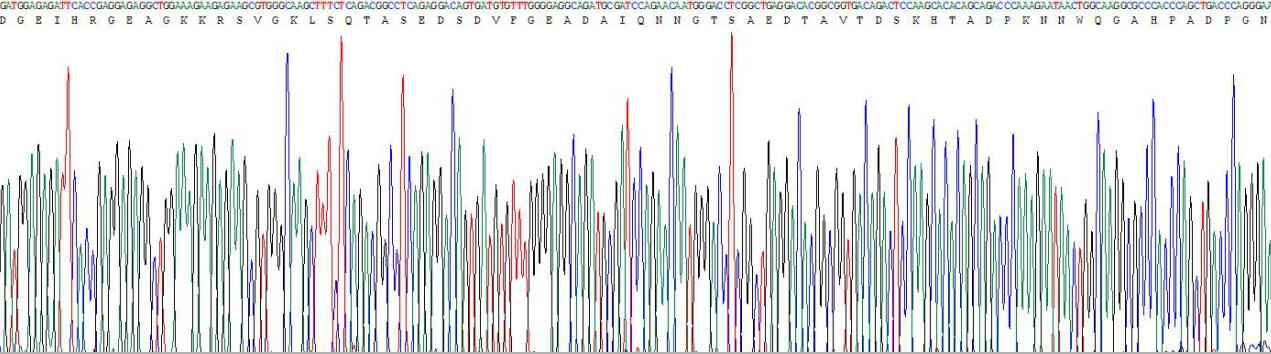 Recombinant Myelin Basic Protein (MBP)