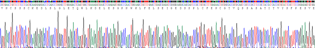 Recombinant Intercellular Adhesion Molecule 1 (ICAM1)