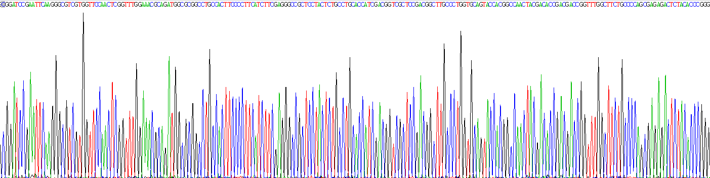 Recombinant Matrix Metalloproteinase 9 (MMP9)