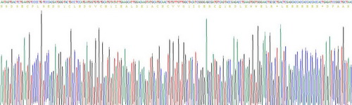 Recombinant Epidermal Growth Factor (EGF)