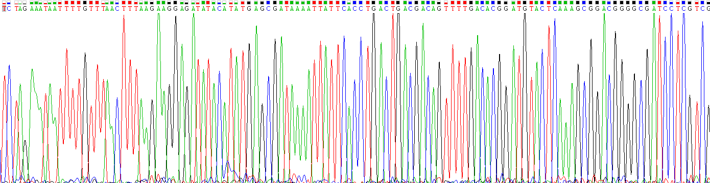 Recombinant Epidermal Growth Factor (EGF)