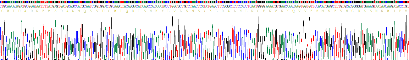 Recombinant Interleukin 1 Beta (IL1b)